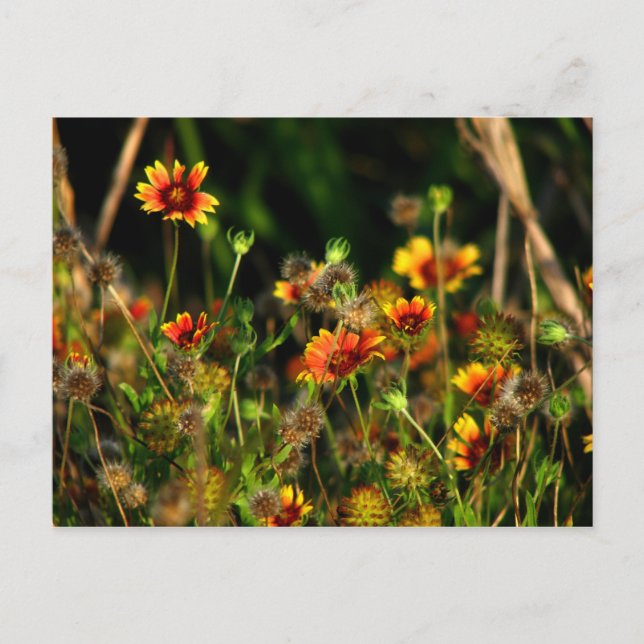 Carte Postale Couvertures indiennes (Devant)