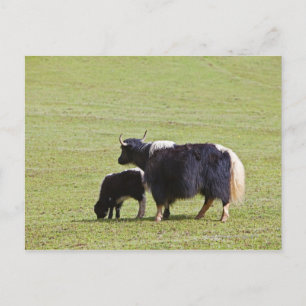 Carte Postale Cow & Calf Yak   Lijiang