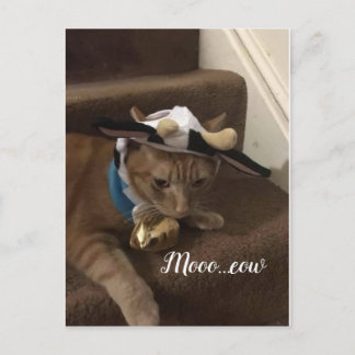 Carte Postale Cow Lancelot