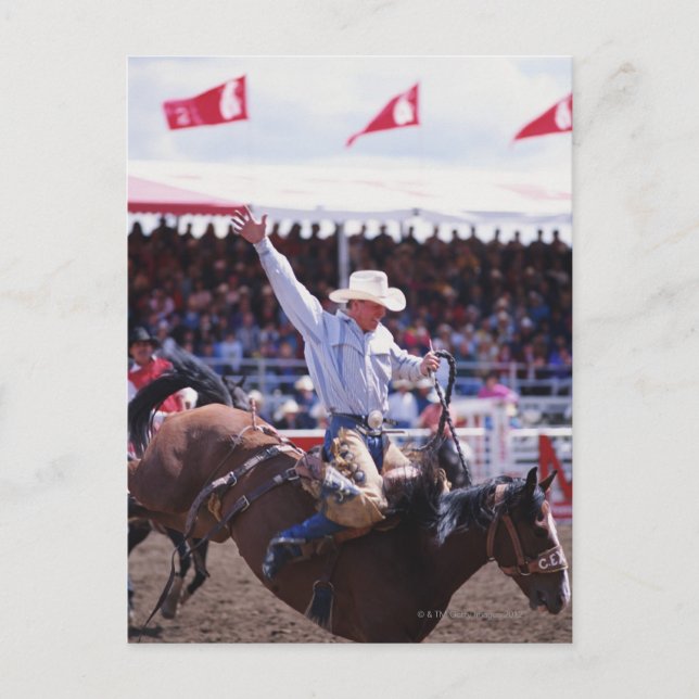 Carte Postale Cowboy à un rodéo (Devant)