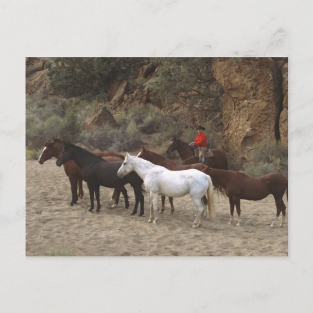 Carte Postale Cowboy avec troupeau (Devant)