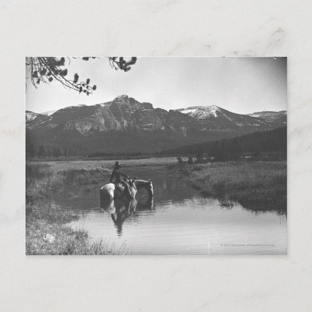Carte Postale Cowboy et cheval dans un étang (Devant)