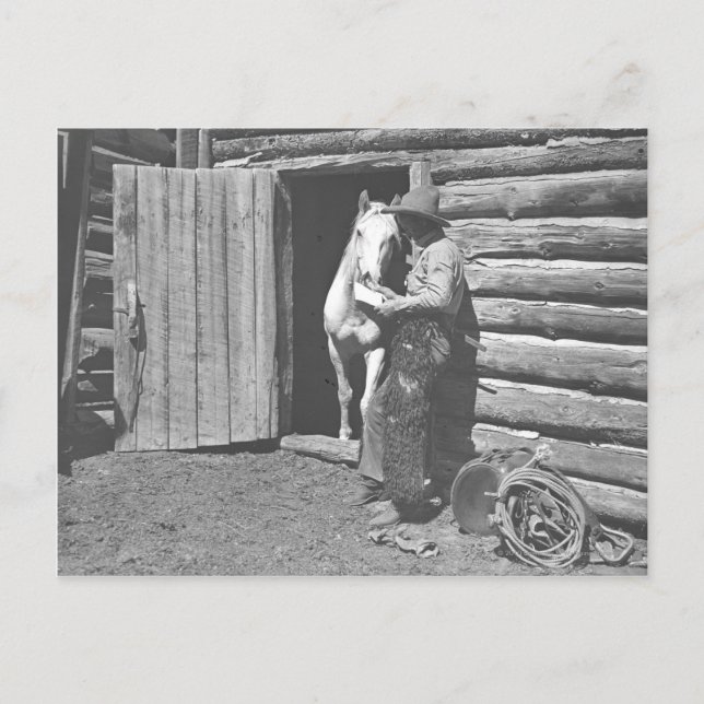 Carte Postale Cowboy lisant une lettre. (Devant)