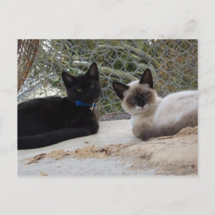 Carte Postale Cowboy & Shiva