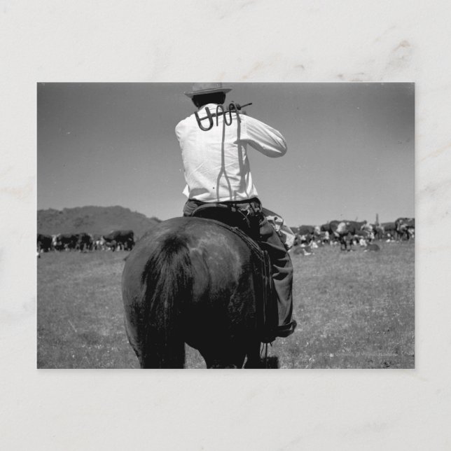 Carte Postale Cowboy sur un cheval avec deux marques. (Devant)