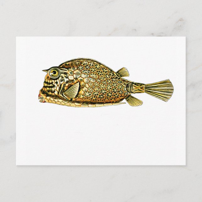 Carte Postale Cowfish grippé (Devant)