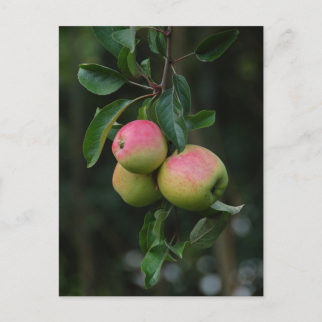 Carte postale Cox Orange Apple (Devant)