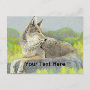 Carte Postale Coyote