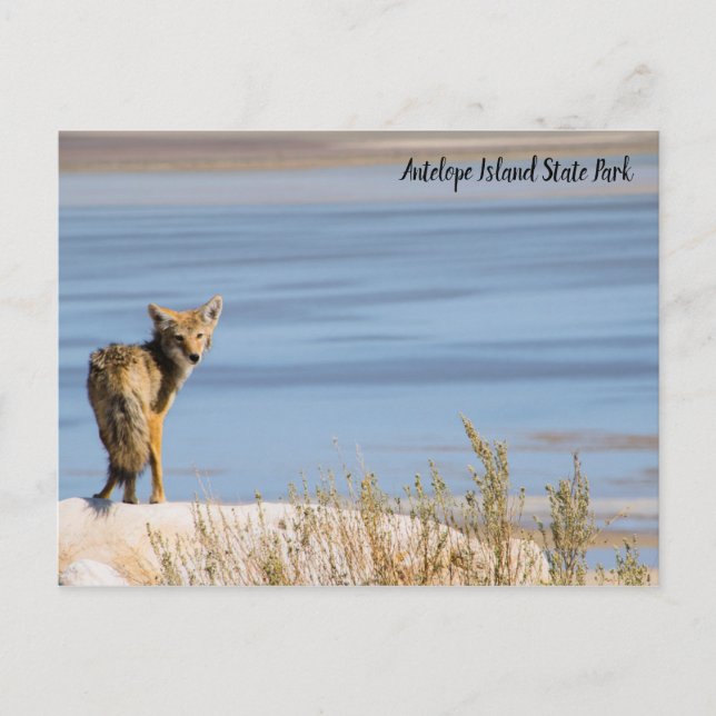Carte Postale Coyote au parc national d'Antelope Island (Devant)