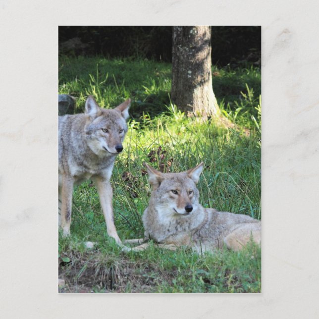 Carte Postale Coyote collection (Devant)