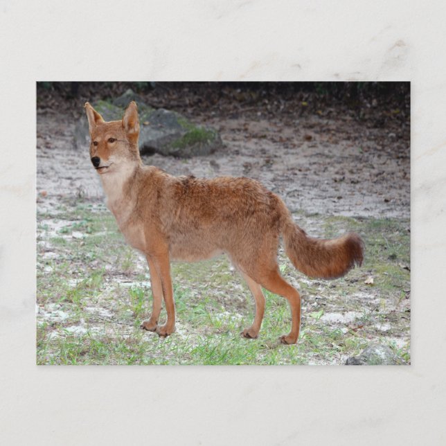 Carte Postale Coyote (Dakota du Sud) (Devant)