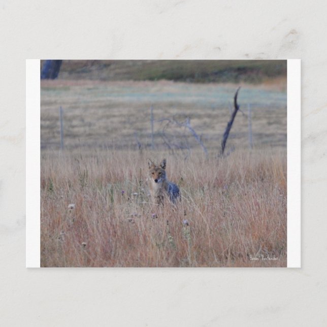 Carte Postale Coyote dans le parc national de Wind Cave, Dakota  (Devant)