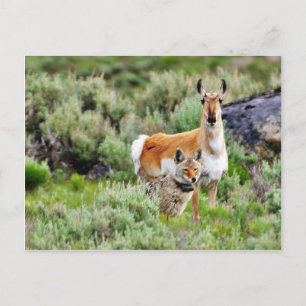 Carte Postale Coyote Et Antelope Dans Le Parc De Yellowstone