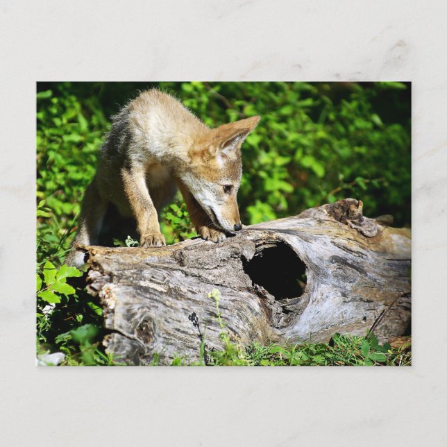 Carte Postale Coyote Pup - Qu'y a-t-il dans ce journal ? (Devant)