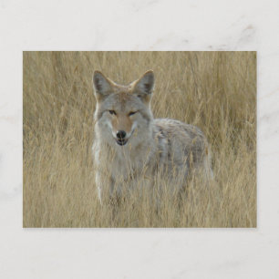 Carte Postale Coyote R2 dans les hautes herbes