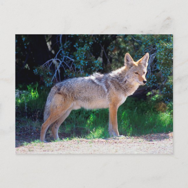 Carte Postale Coyote Stand le long d'une route (Devant)