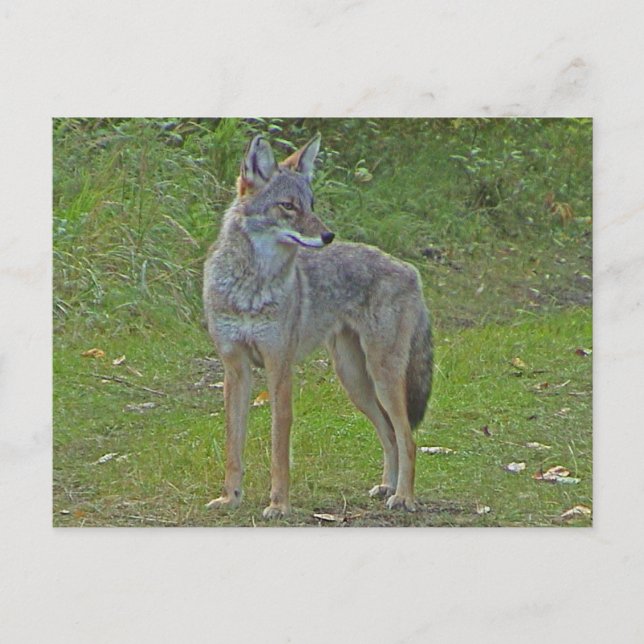 Carte Postale Coyote (vue latérale) (Devant)