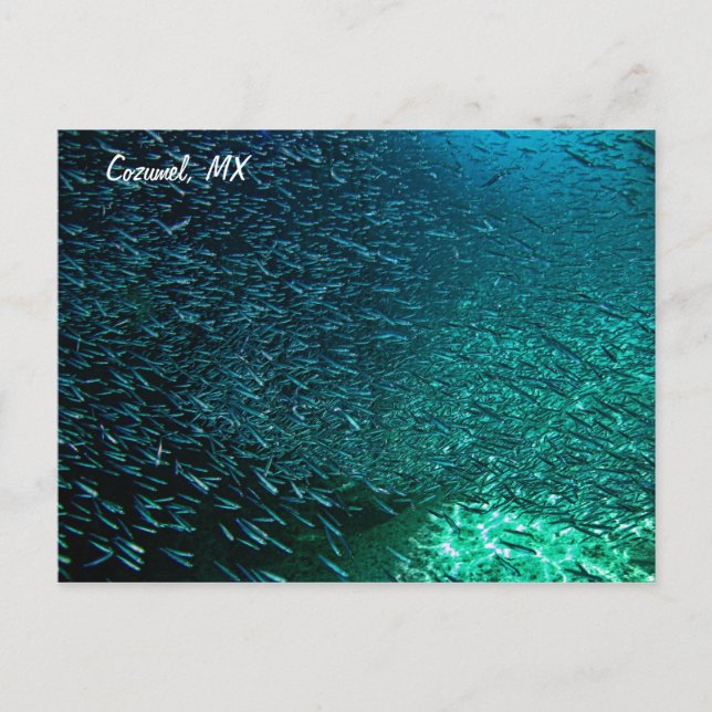 Carte Postale Cozumel Mexique (Devant)
