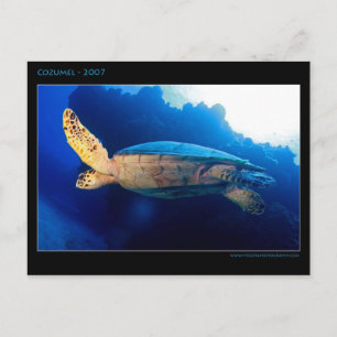 Carte Postale Cozumel - Tortue