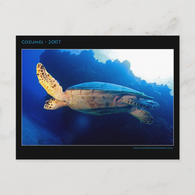 Carte Postale Cozumel - Tortue (Devant)