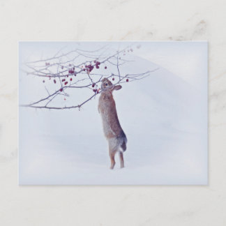 Carte Postale Crabapple Bunny - Lapin