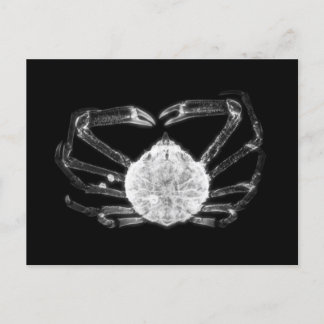 Carte Postale Crabe à rayons X