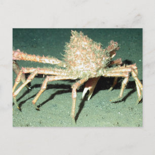 Carte Postale Crabe araignée