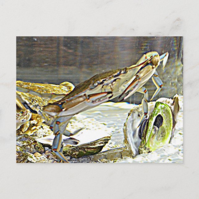 Carte Postale Crabe bleu du Maryland (Devant)