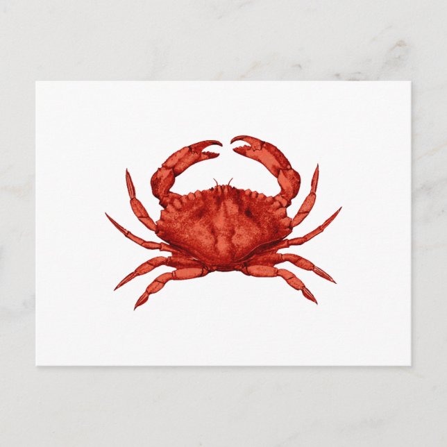 Carte Postale Crabe de Rocher Rouge (Pacifique) (Devant)