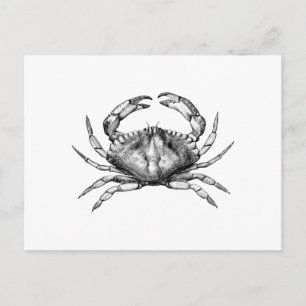 Carte Postale Crabe de Rocher Rouge (Pacifique)