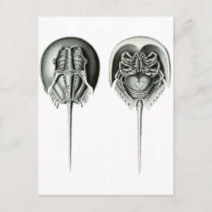 Carte Postale Crabe du fer à cheval côtier