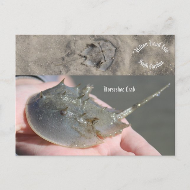 Carte Postale Crabe du fer à cheval de Caroline du Sud (Devant)