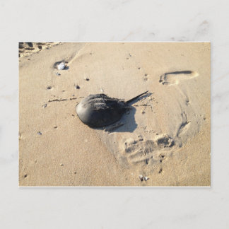 Carte Postale crabe en fer à cheval