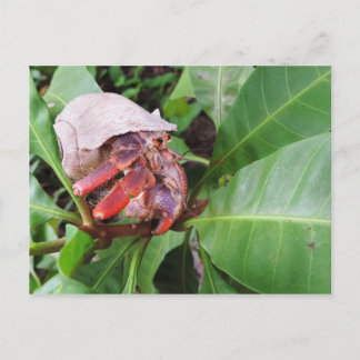 Carte Postale Crabe hermite
