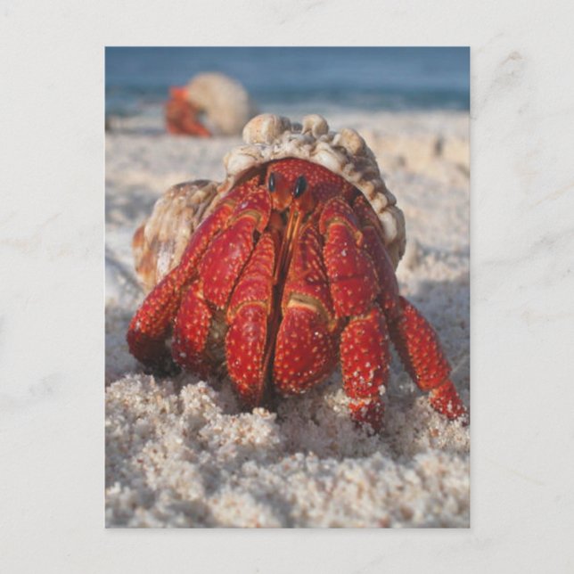 Carte Postale Crabe hermite (Devant)