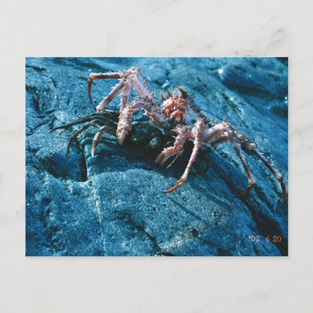 Carte Postale Crabe royal de l'Alaska (Devant)