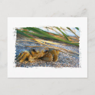Carte Postale Crabe sur la dune de plage au coucher du soleil