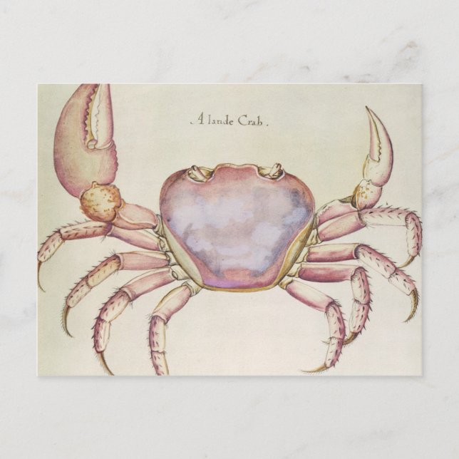 Carte Postale Crabe terrestre (Devant)