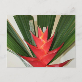 Carte Postale Craie de homard Fleur d'Heliconia