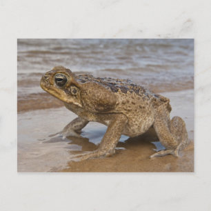 Carte Postale Crain de cane Rhinella marina, précédemment Bufo