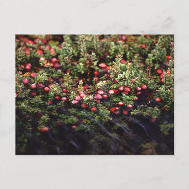 Carte Postale Cranberry Bog (Devant)