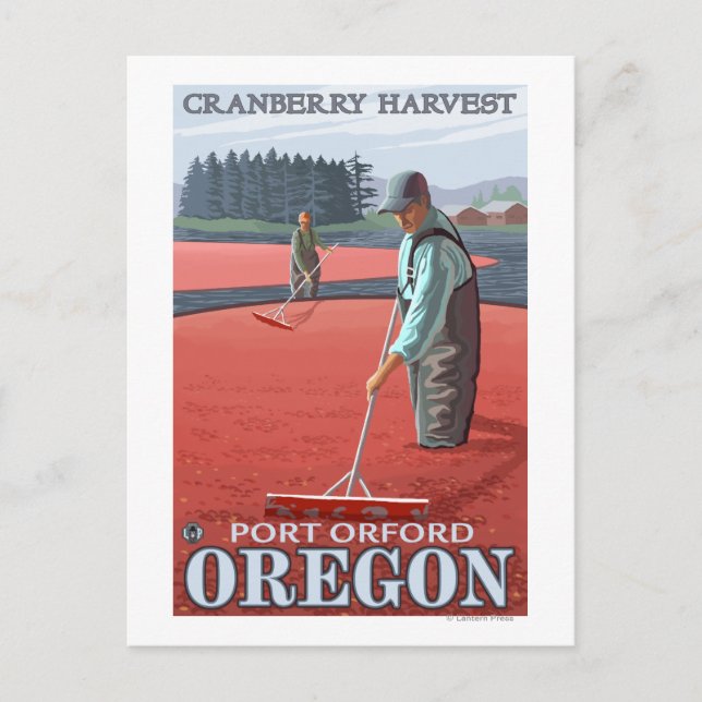 Carte Postale Cranberry Bogs Harvest - Port Orford, Oregon (Devant)