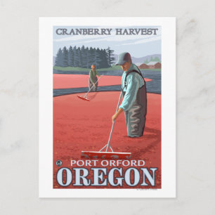 Carte Postale Cranberry Bogs Harvest - Port Orford, Oregon