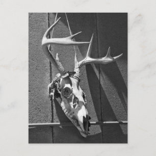 Carte Postale Crâne de cerfs et Antlers en noir et blanc