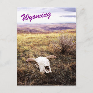 Carte Postale Crâne de vache dans le Wyoming rural