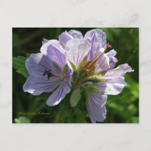 Carte Postale Cranesbill Geraniums, île de l'Unalaska