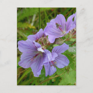 Carte Postale Cranesbill Geraniums, île de l'Unalaska