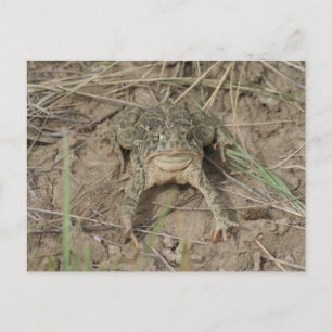 Carte Postale Crapaud des prairies R10