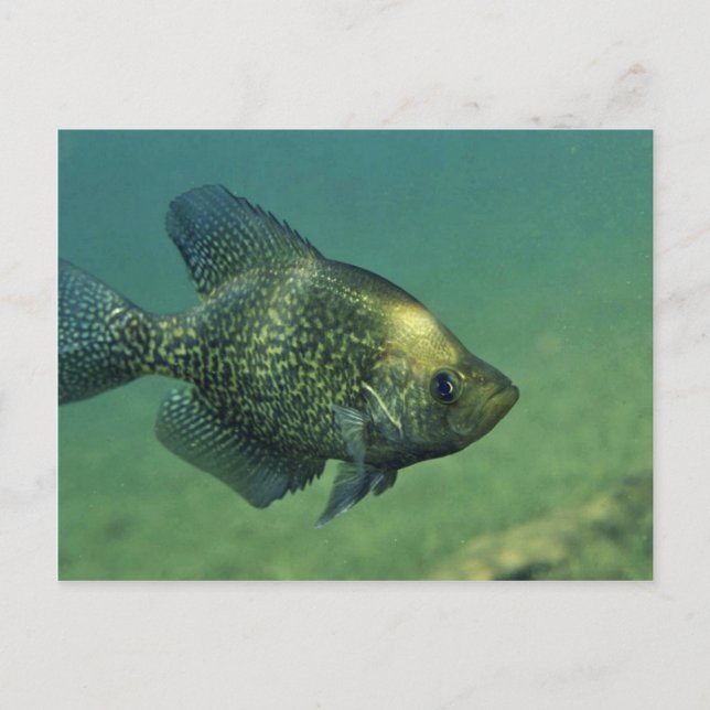 Carte Postale Crappie noire (Devant)