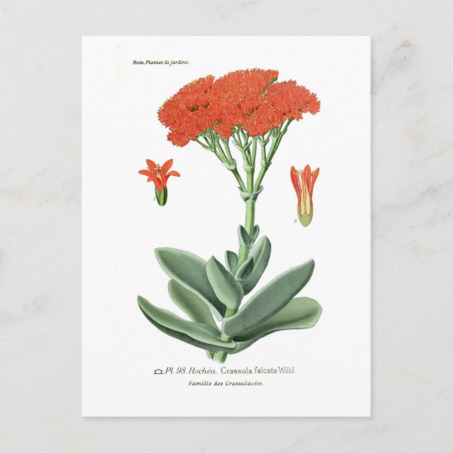 Carte Postale Crassula falcata (Devant)